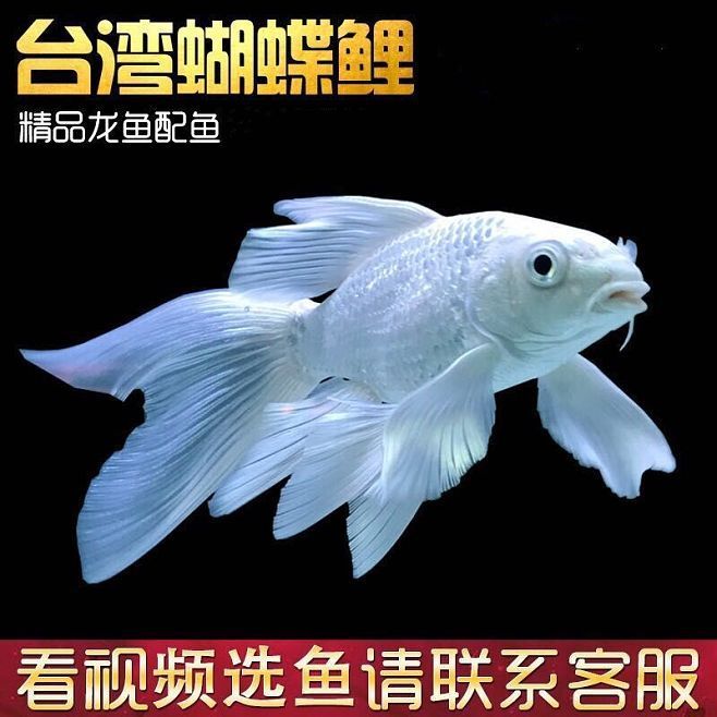 龍魚是冷水魚：龍魚不是冷水魚而是熱帶魚，而是熱帶魚水溫控制技巧