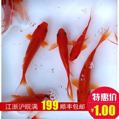 龍魚是冷水魚：龍魚不是冷水魚而是熱帶魚，而是熱帶魚水溫控制技巧