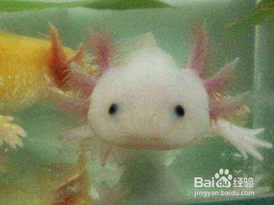 六角龍魚喂什么最好