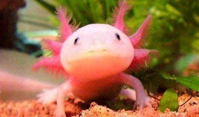 六角龍魚喂什么最好