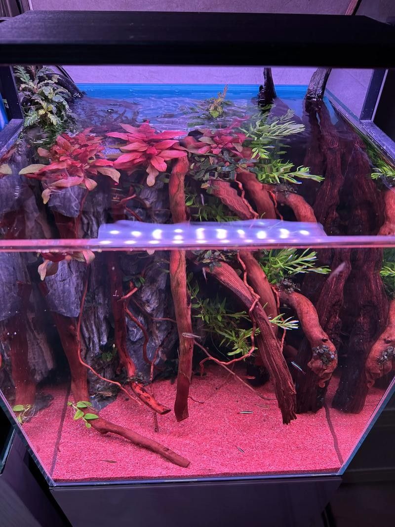 龍魚缸沉木造景圖片大全集