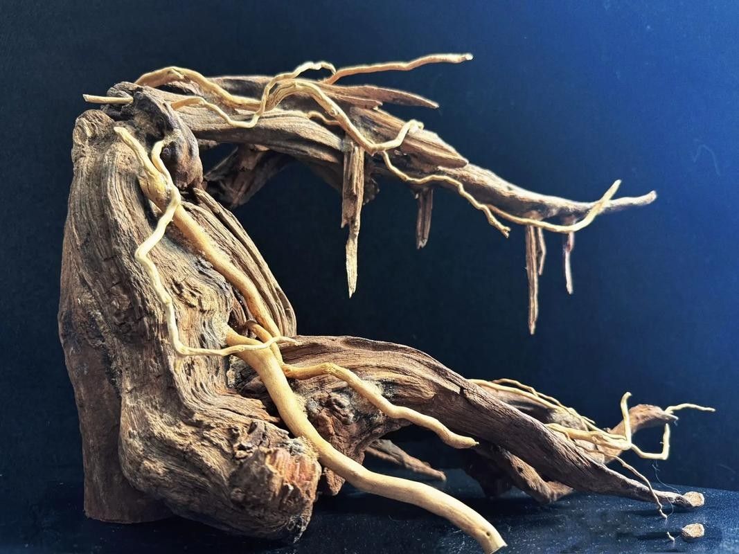 龍魚缸沉木造景圖片大全集