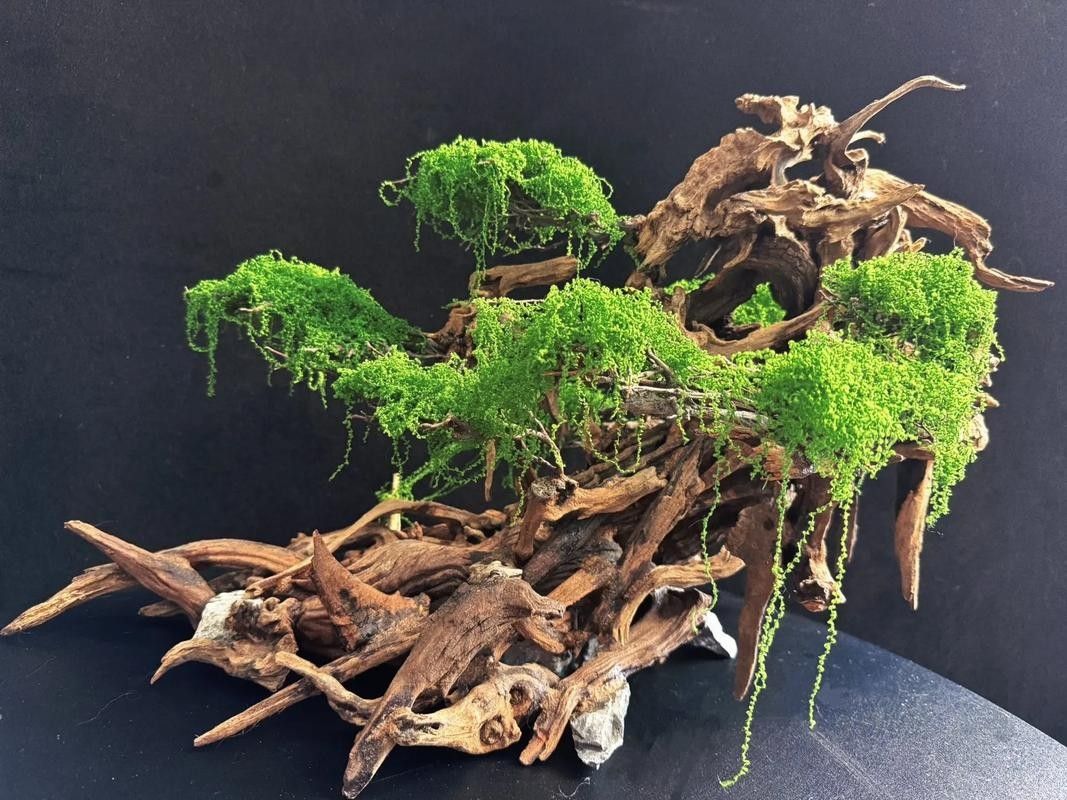 龍魚缸沉木造景圖片大全集