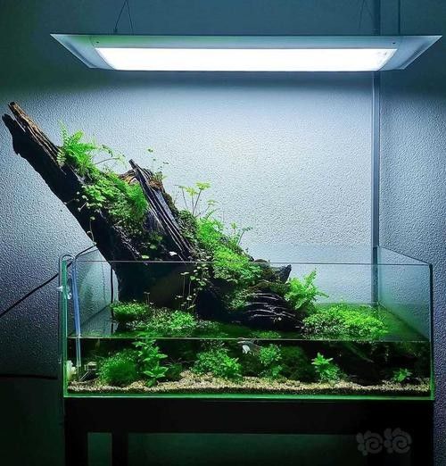 龍魚缸沉木造景圖片大全集