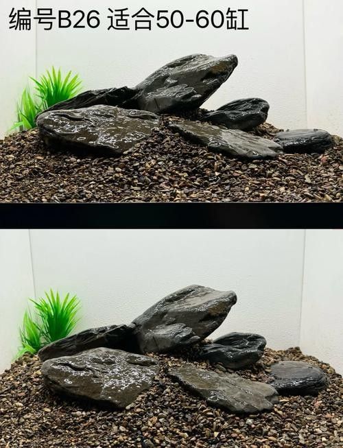 龍魚缸沉木造景圖片大全集