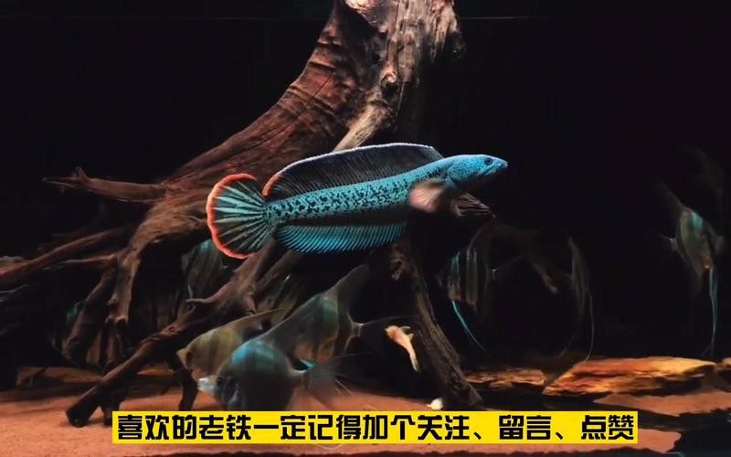 給我推薦一些與巴卡雷龍混養的安全魚種