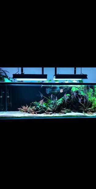 給我推薦一些與巴卡雷龍混養的安全魚種