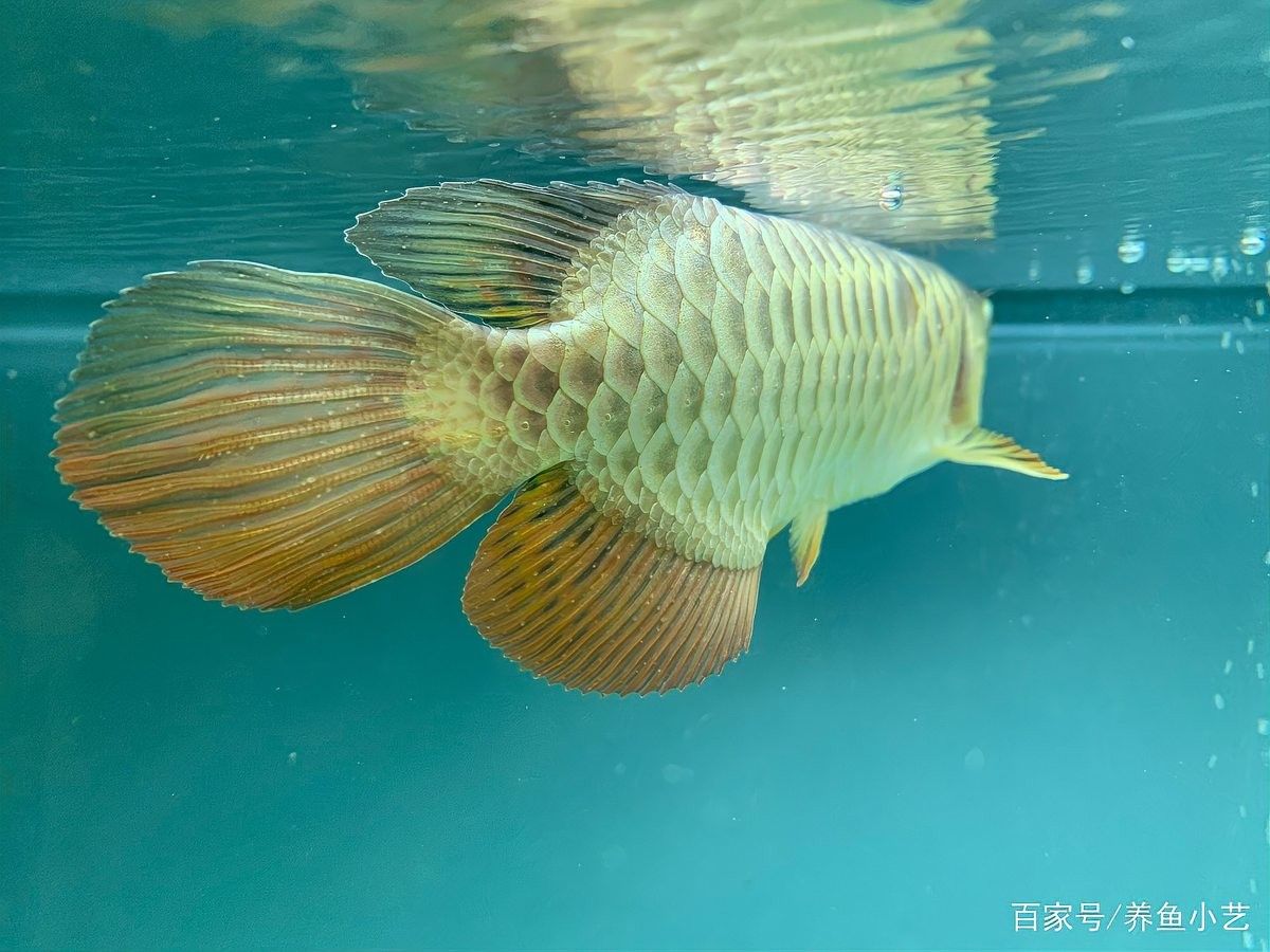 龍魚白點病會復發嗎？