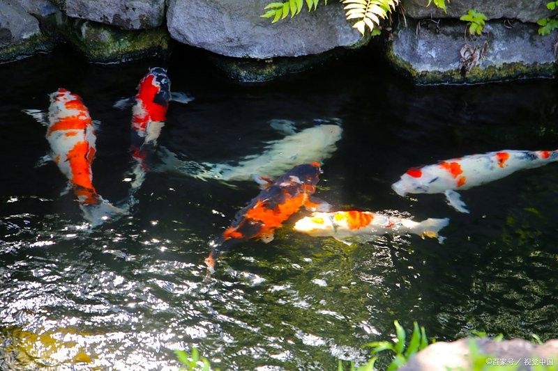 龍魚白點病會復發嗎？