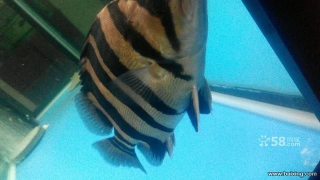 金龍魚30公分多少錢一條（30公分的金龍魚價格大概在一千二左右,具體如下）