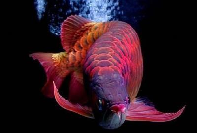 金龍魚30公分多少錢一條（30公分的金龍魚價格大概在一千二左右,具體如下）
