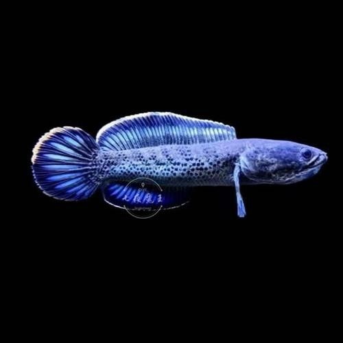 雷龍是龍魚嗎圖片大全