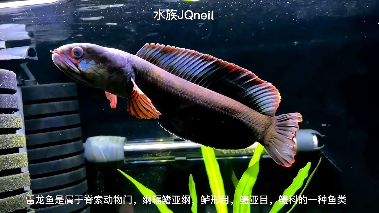 雷龍是龍魚嗎圖片大全