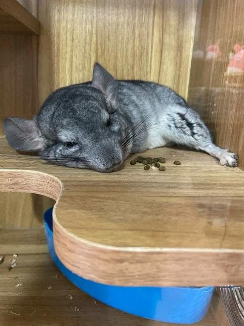 如何預(yù)防龍貓消化系統(tǒng)異常？