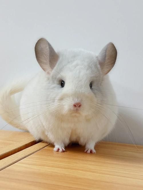 如何預(yù)防龍貓消化系統(tǒng)異常？