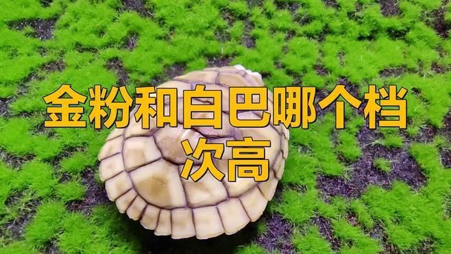 金粉和白巴哪個更實用