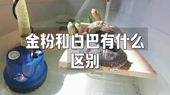 金粉和白巴哪個更實用