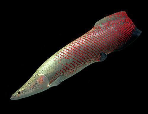 龍魚骨骼標本：一體兩面展示龍魚骨骼標本制作過程龍魚骨骼標本制作過程