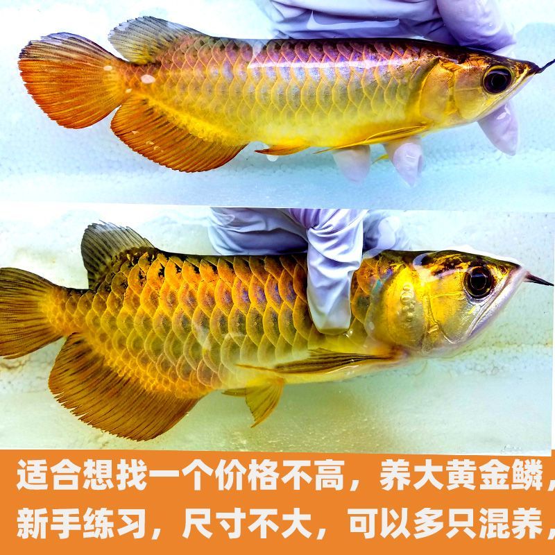 金龍魚尺寸不一樣混養：不同尺寸的金龍魚如何混養
