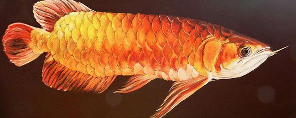 金龍魚尺寸不一樣混養：不同尺寸的金龍魚如何混養