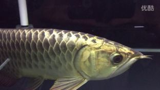 金龍魚尺寸不一樣混養：不同尺寸的金龍魚如何混養