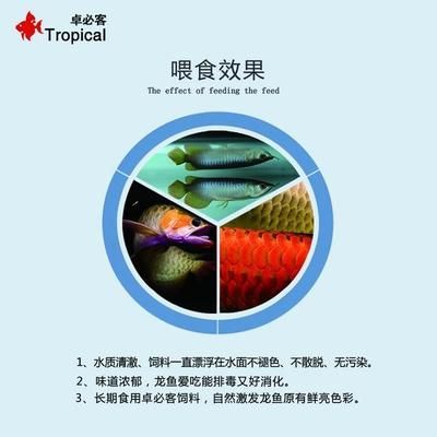 龍魚進口流程圖解說明：印尼龍魚進口流程