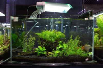 魚缸性價(jià)比最高的燈泡品牌（魚缸燈泡品牌品牌用戶評(píng)價(jià)如何延長魚缸燈泡壽命）