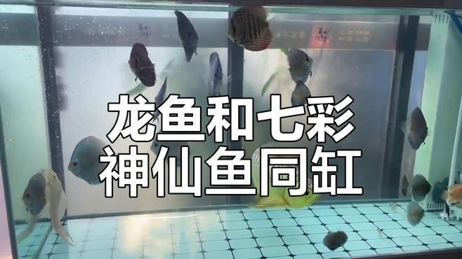 龍魚與七彩神仙魚混養(yǎng)可以嗎
