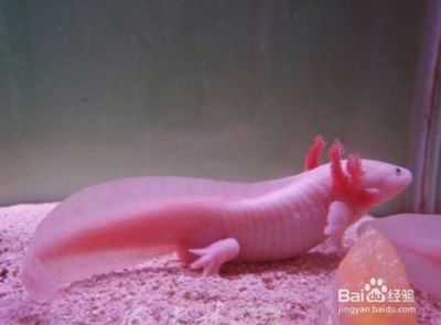 恐龍魚怎么養？（恐龍魚的飼養方法）