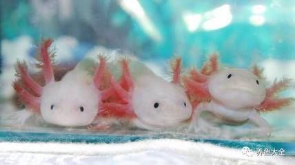 恐龍魚怎么養？（恐龍魚的飼養方法）