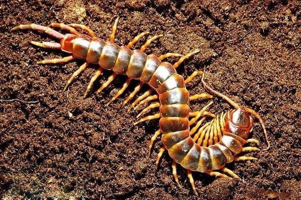 龍魚上浮食物是什么：龍魚上浮食物的保存方法，