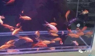給龍魚喂食草金怎樣消毒殺菌（給龍魚喂食草金時，草金消毒殺菌方法是非常必要的） 給龍魚喂食草金怎樣消毒殺菌（給龍魚喂食草金時，草金消毒殺菌方法是非常必要的） 龍魚百科