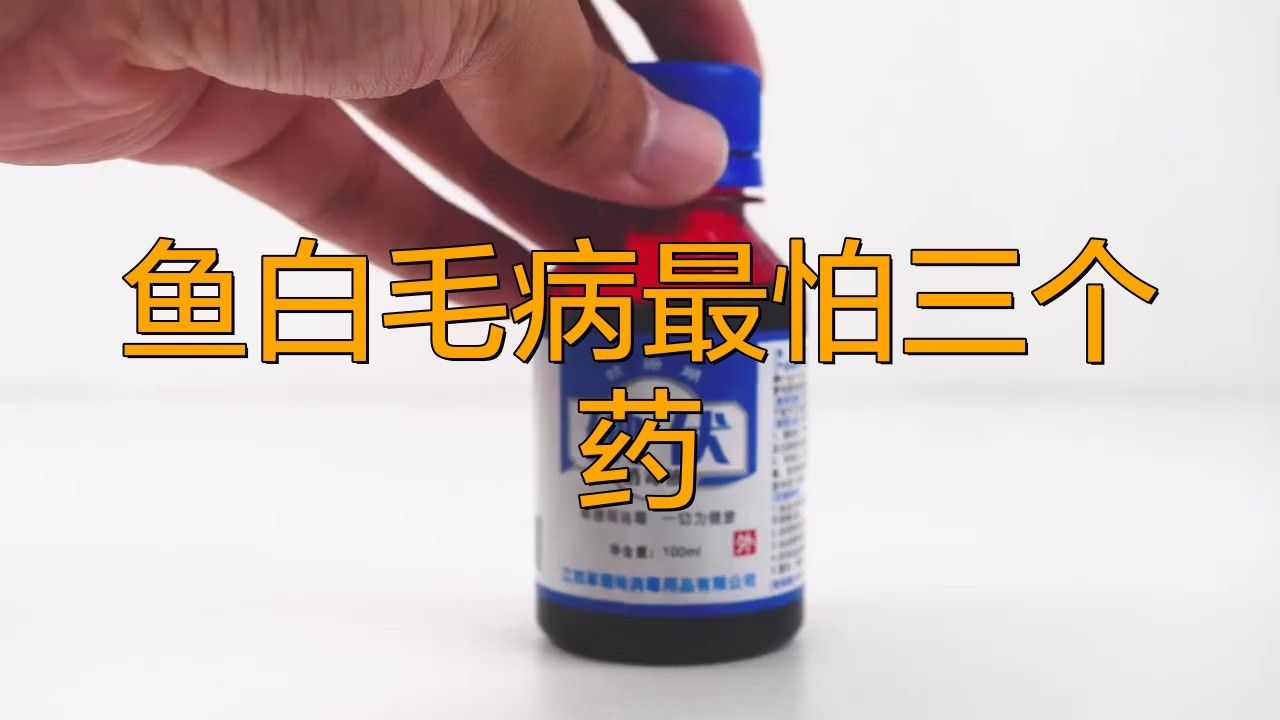 銀龍魚身上長白毛趴缸怎么治