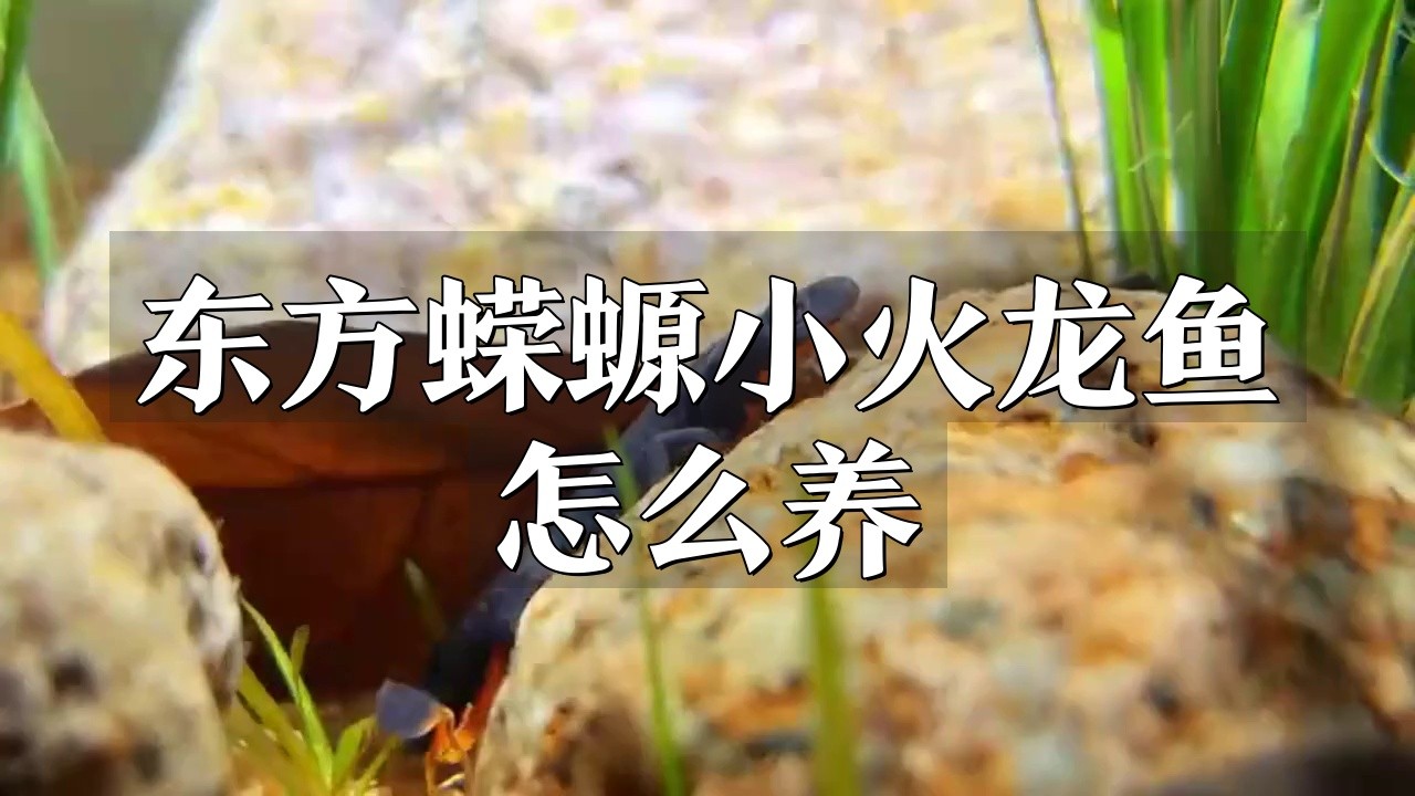 如何調整小火龍魚的水深？