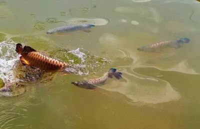 龍魚鋪底沙：關(guān)于龍魚是否應(yīng)該鋪底沙，養(yǎng)龍魚可以放底沙嗎，目前的觀點(diǎn)并不統(tǒng)一