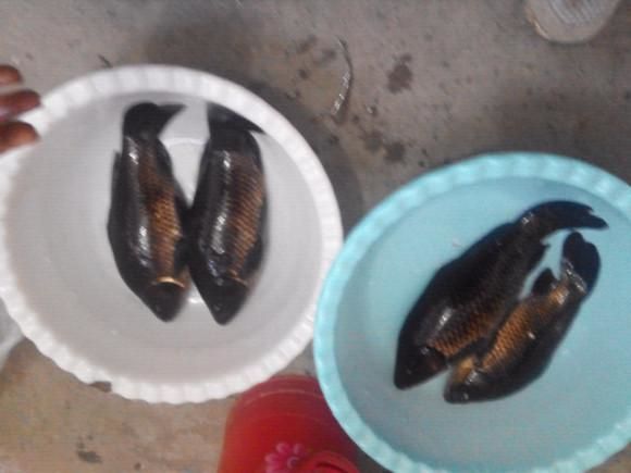 烏龍魚是什么魚（烏龍魚是一種淡水魚類，體重可達1米左右，體重可達20公斤）