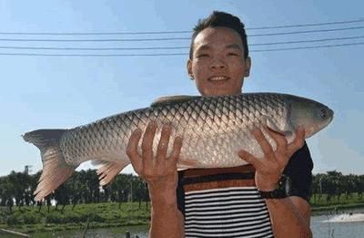 烏龍魚是什么魚（烏龍魚是一種淡水魚類，體重可達1米左右，體重可達20公斤）