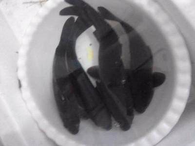 烏龍魚是什么魚（烏龍魚是一種淡水魚類，體重可達1米左右，體重可達20公斤）