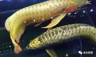 龍魚肚子里的卵死在了肚子里