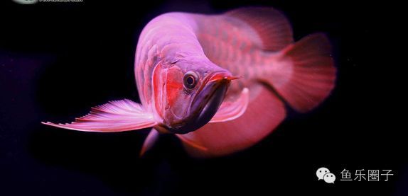 龍魚品相怎么看，如何判斷龍魚健康狀況，龍魚飼養常見誤區解析