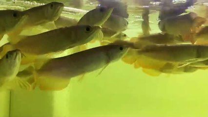 新加坡紅龍魚視頻在線觀看免費：關于新加坡紅龍魚的視頻在線觀看免費的相關信息