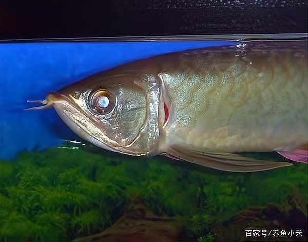 龍魚鰓蓋修復手術風險大嗎？