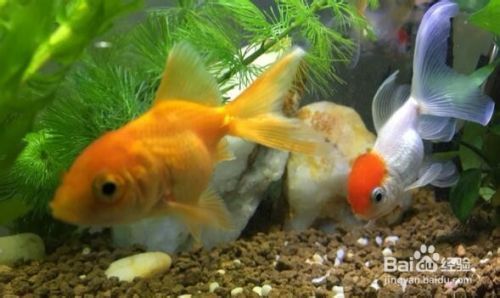 金龍魚的魚食怎么做（金龍魚活餌喂養的優缺點）