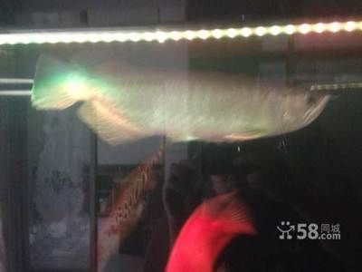 廣東揭陽龍魚批發(fā)市場(chǎng)在哪里呀多少錢：廣東揭陽龍魚批發(fā)市場(chǎng)