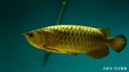 金龍魚老板是誰：金龍魚品牌的老板郭鶴年是馬來西亞最杰出的企業(yè)家