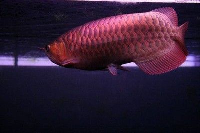 金龍魚熱帶魚哪國的好養