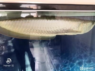 家養銀龍魚（銀龍魚的家庭養殖方法和注意事項和注意事項）