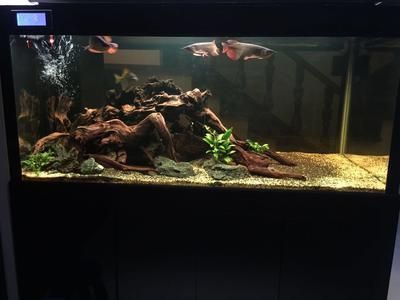 龍魚缸怎么造景：龍魚缸造景的基本步驟和注意事項和注意事項和注意事項