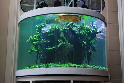 龍魚缸怎么造景：龍魚缸造景的基本步驟和注意事項和注意事項和注意事項