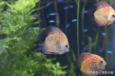 7彩銀龍魚(yú)（七彩銀龍魚(yú)怎么養(yǎng)及喂養(yǎng)技巧七彩銀龍魚(yú)養(yǎng)魚(yú)技巧）